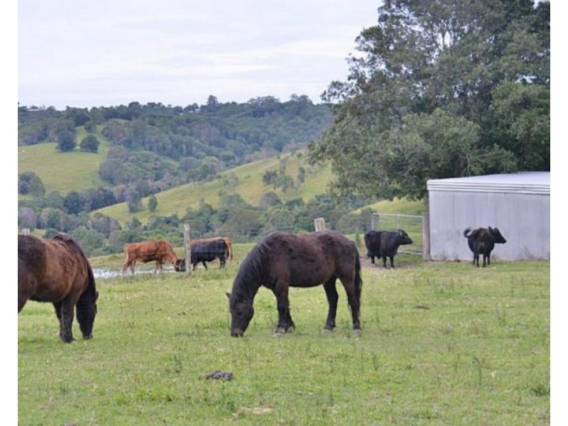 532 BLACK MOUNTAIN ROAD, Black Mountain QLD 4563