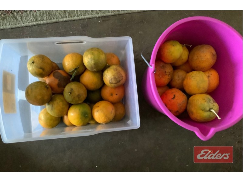 250 MARTYVILLE ROAD, Martyville QLD 4858