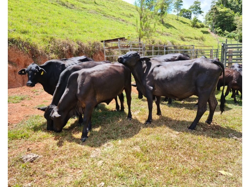 554 UTCHEE CREEK ROAD, Utchee Creek QLD 4871