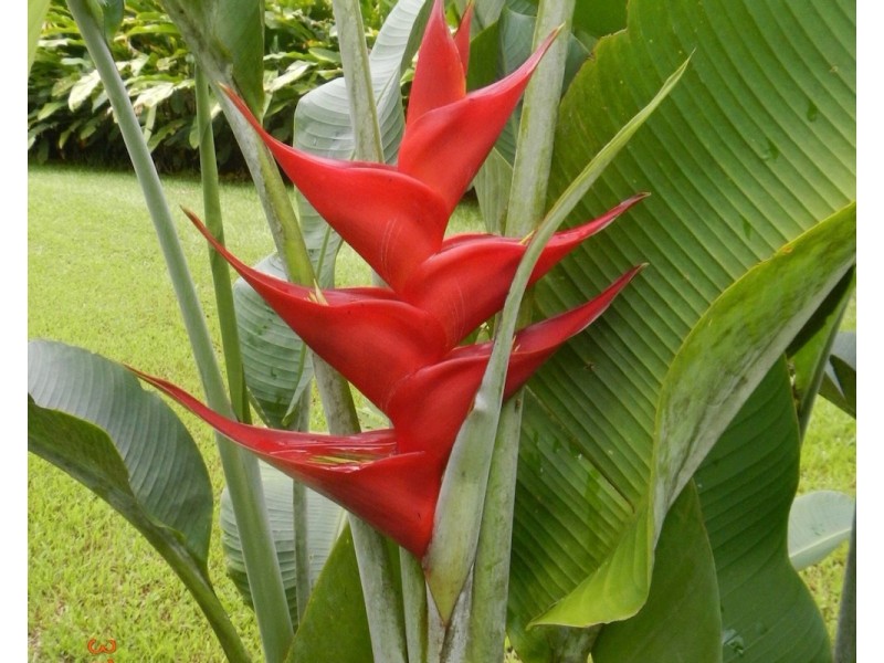 554 UTCHEE CREEK ROAD, Utchee Creek QLD 4871