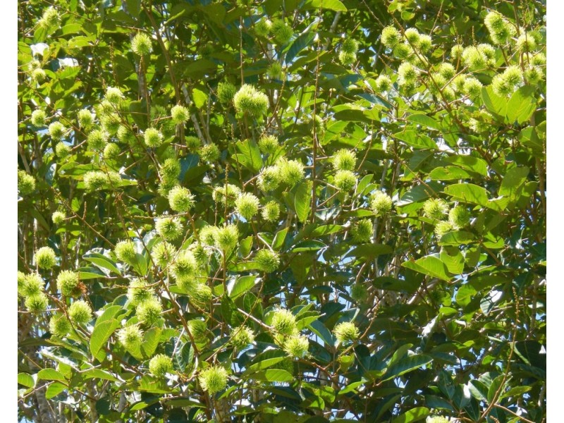 554 UTCHEE CREEK ROAD, Utchee Creek QLD 4871