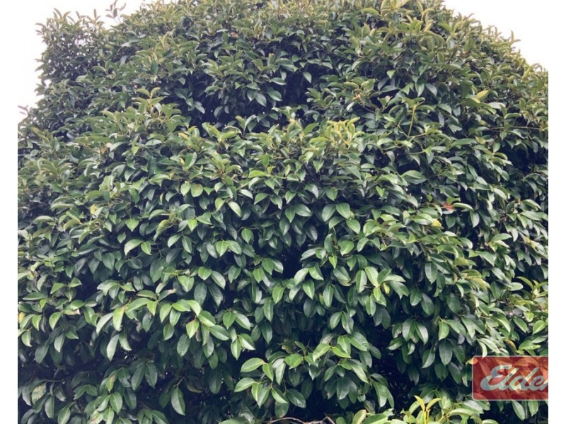 88 GULLOTTA ROAD, Silkwood QLD 4856