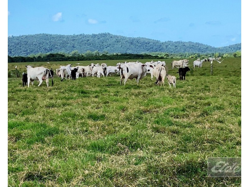 64000 BRUCE HIGHWAY, Silkwood QLD 4856