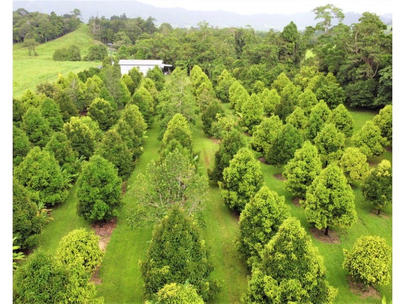 596 Mena Creek Road, Mena Creek QLD 4871