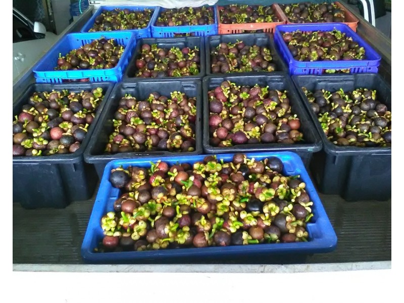 596 Mena Creek Road, Mena Creek QLD 4871