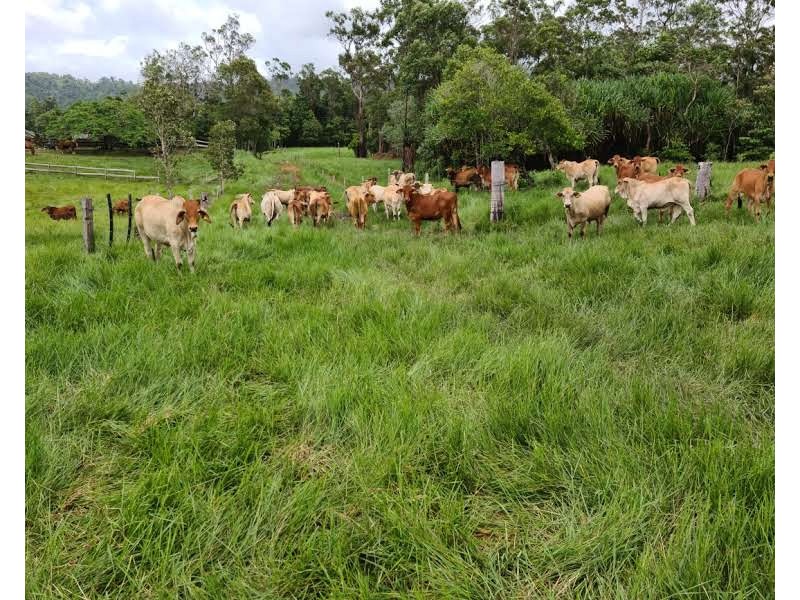 Tully QLD 4854
