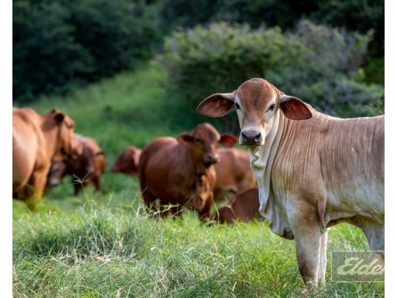 187 LITTLE ROAD, Glastonbury QLD 4570