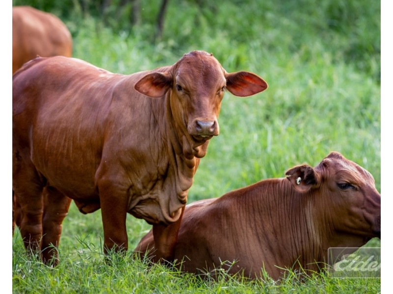 187 LITTLE ROAD, Glastonbury QLD 4570