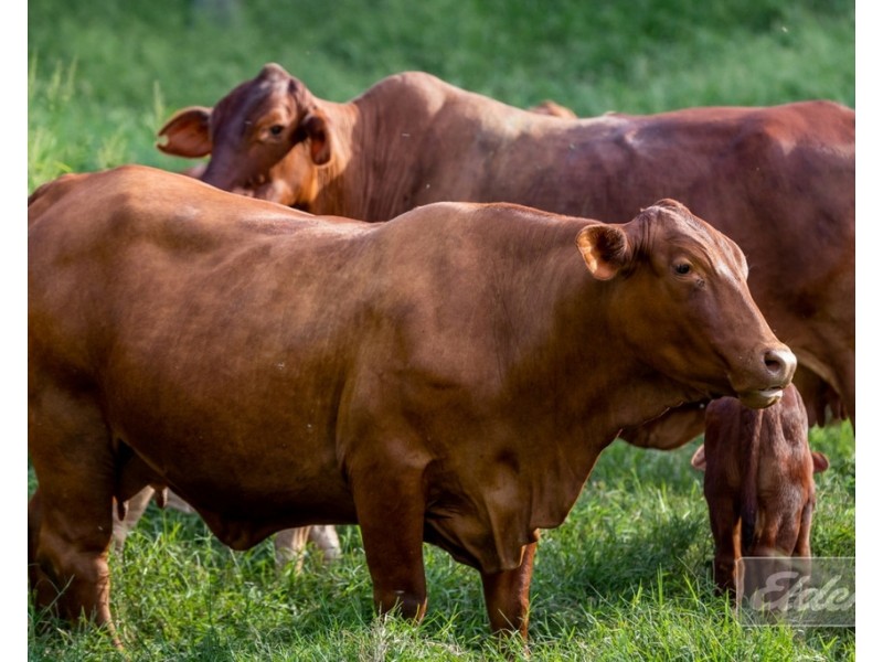 187 LITTLE ROAD, Glastonbury QLD 4570