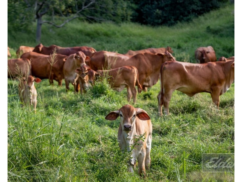187 LITTLE ROAD, Glastonbury QLD 4570