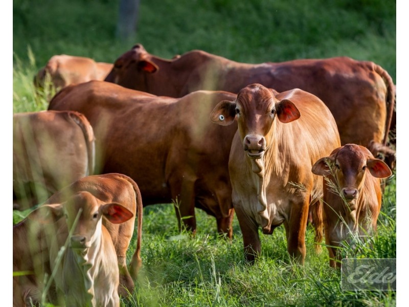 187 LITTLE ROAD, Glastonbury QLD 4570