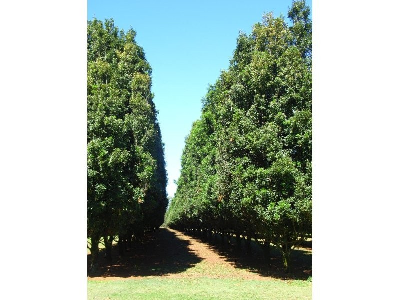 Wolvi QLD 4570