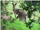 Goomboorian QLD 4570