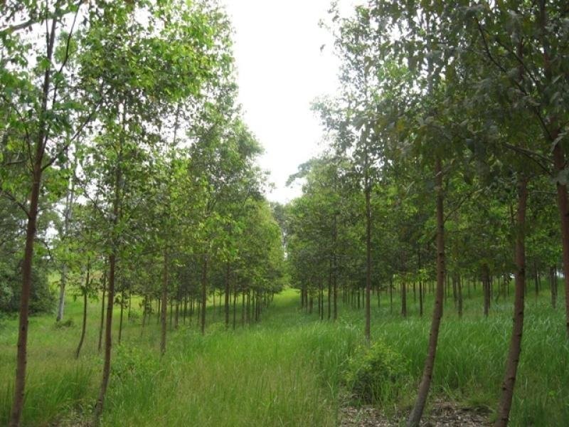 Canina QLD 4570