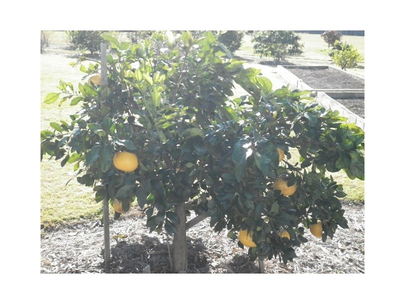 Lot 20 Tea Tree, The Palms QLD 4570