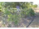 Kilkivan QLD 4600