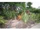42 Alfred St, Gympie QLD 4570