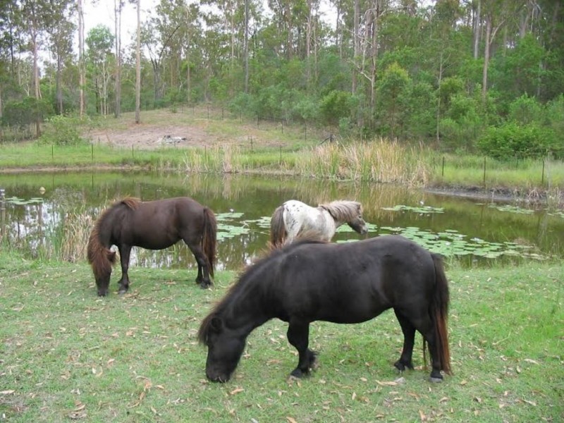 54 Dan Meurant Drive, Curra QLD 4570