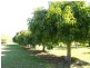 2354 Anderleigh Rd, Neerdie QLD 4570