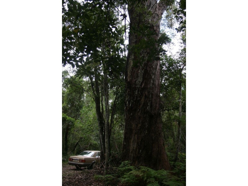 Bungawalbin NSW 2469