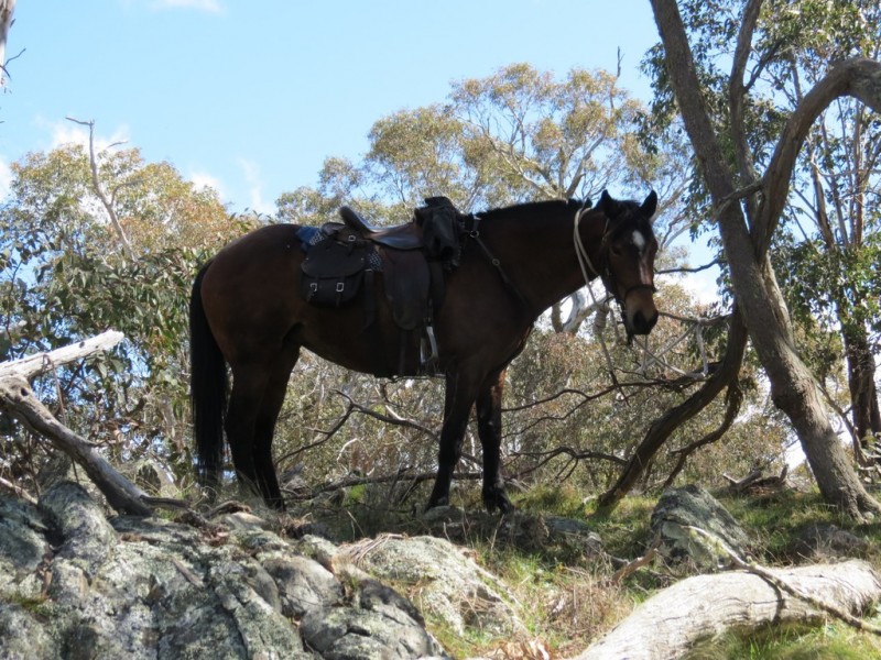 462 Royalla Drive, Royalla ACT 2620