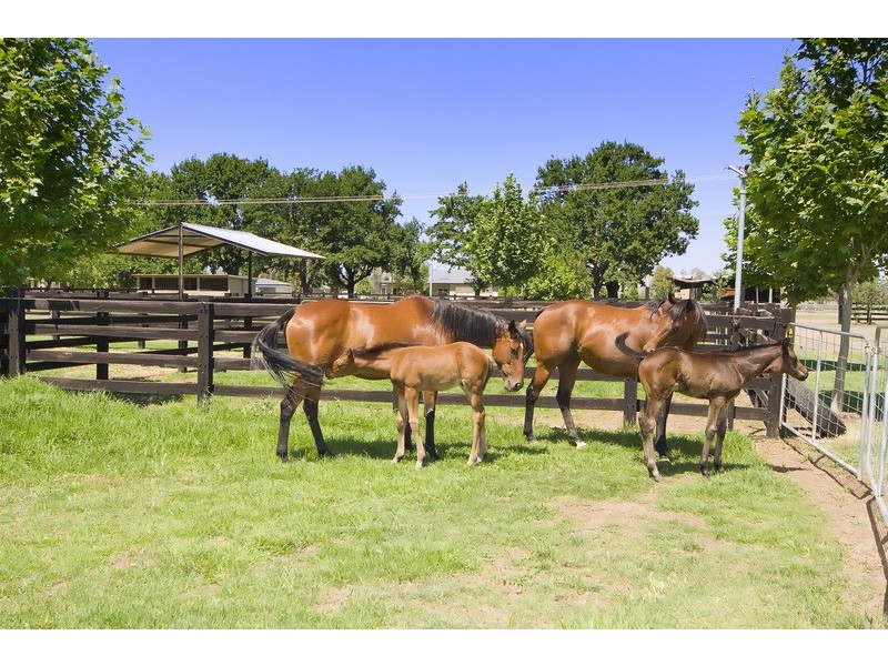 Wongaburra King George V Ave, Tamworth NSW 2340