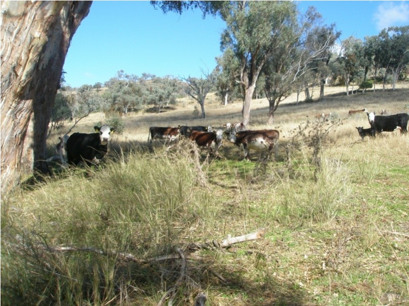 Top Paddock Back Woolomin Rd, Dungowan NSW 2340