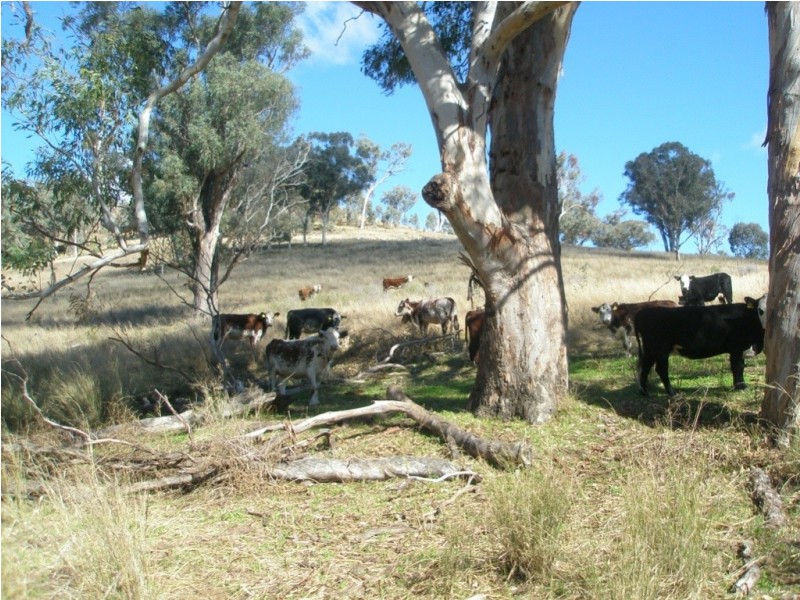 Top Paddock Back Woolomin Rd, Dungowan NSW 2340