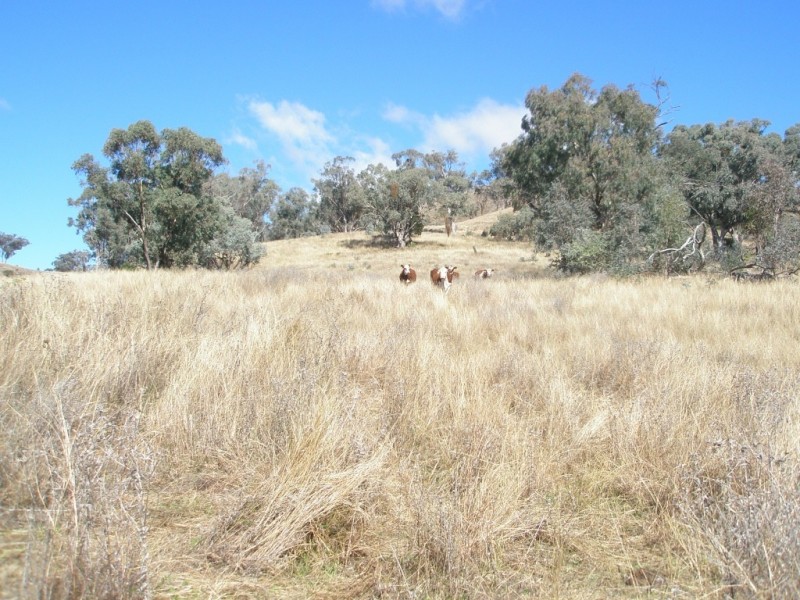 Top Paddock Back Woolomin Rd, Dungowan NSW 2340