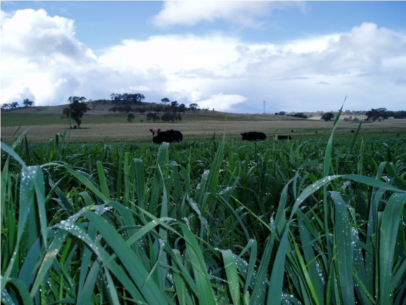 1136 (Wooranook) Duri-Dungowan Road, Tamworth NSW 2340