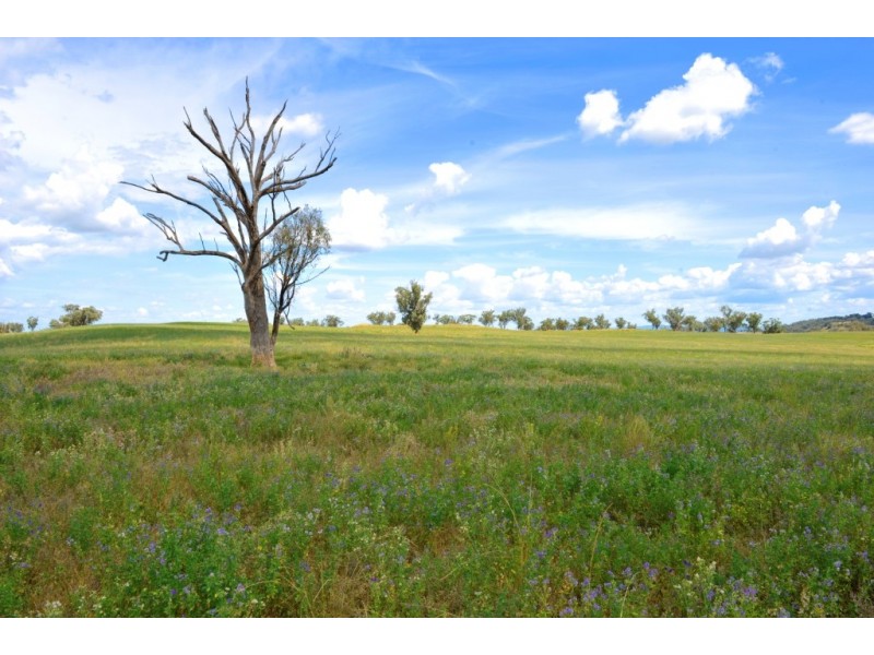 “Kooyong” “Kooyong”, Manilla NSW 2346