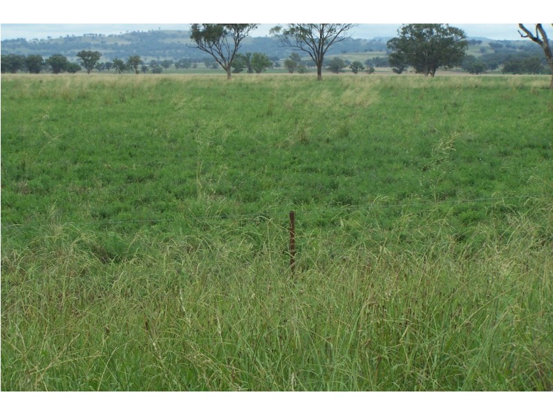 “Eloura” Swinging Ridges Rd, Willow Tree NSW 2339
