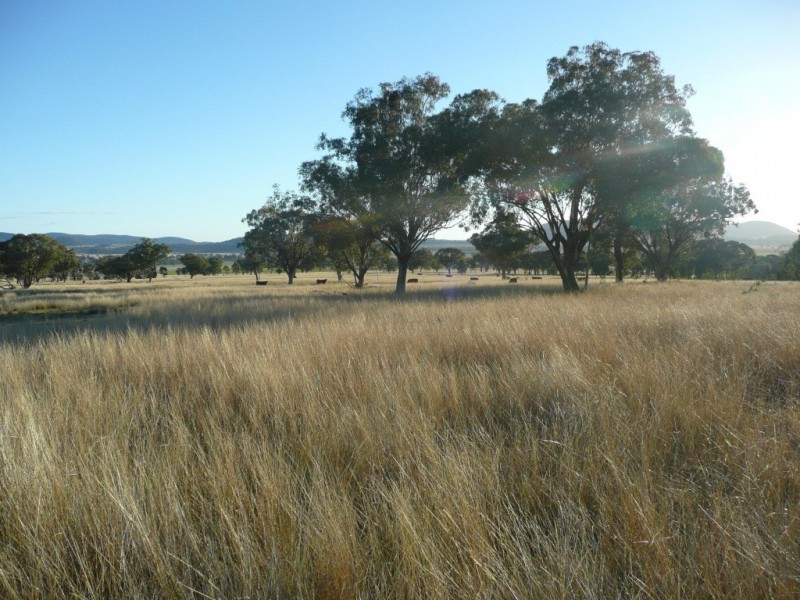 ARDROSS 668 Piallaway Road, Currabubula NSW 2342