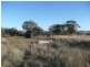 ARDROSS 668 Piallaway Road, Currabubula NSW 2342