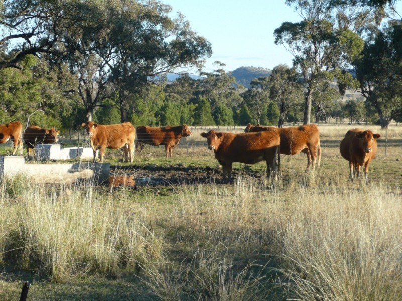 ARDROSS 668 Piallaway Road, Currabubula NSW 2342
