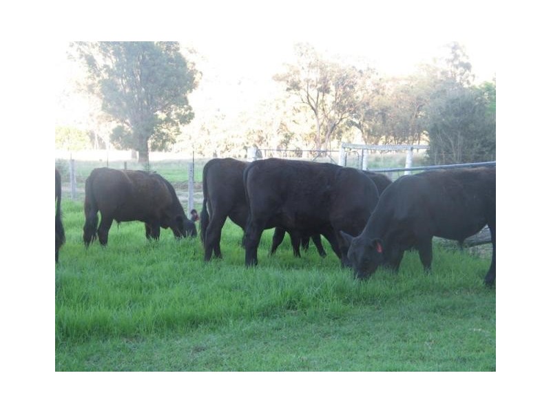 ‘Fig Trees’ 75 West Caragnoo Road, Moonbi NSW 2353