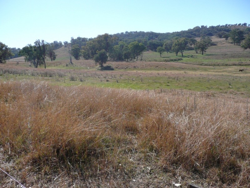 ‘Waverley’ 1268 Monteray Road, Loomberah NSW 2340