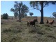‘Waverley’ 1268 Monteray Road, Loomberah NSW 2340