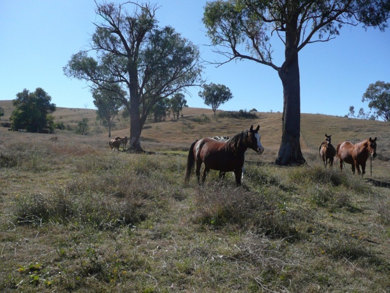 ‘Waverley’ 1268 Monteray Road, Loomberah NSW 2340