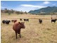 120 Dungowan Dam Road, Ogunbil NSW 2340