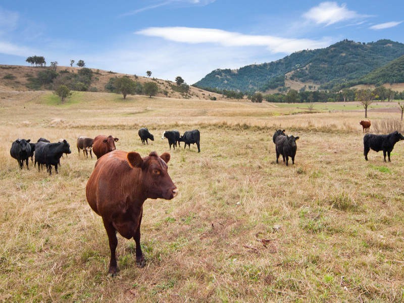 120 Dungowan Dam Road, Ogunbil NSW 2340