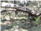 Hanging Rock NSW 2340