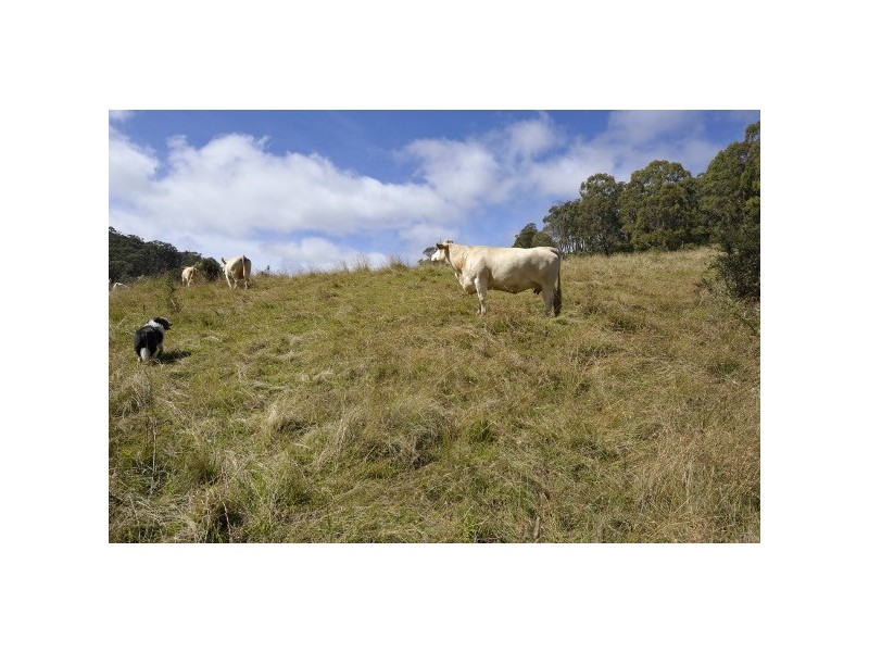 Ebor NSW 2453