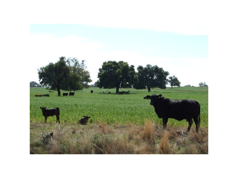1581 Babbinboon Road, ‘Caloola’, Somerton NSW 2340