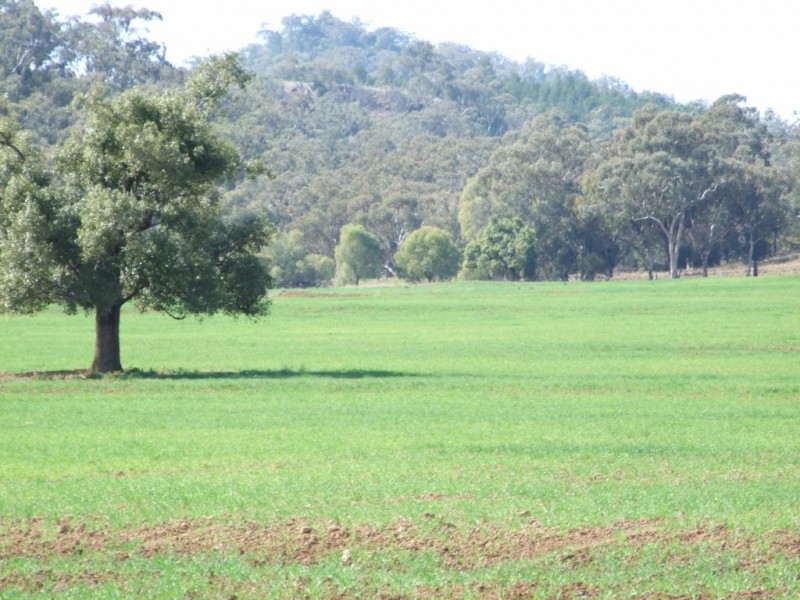 1299 Babbinboon Road, ‘Avonlee’, Somerton NSW 2340