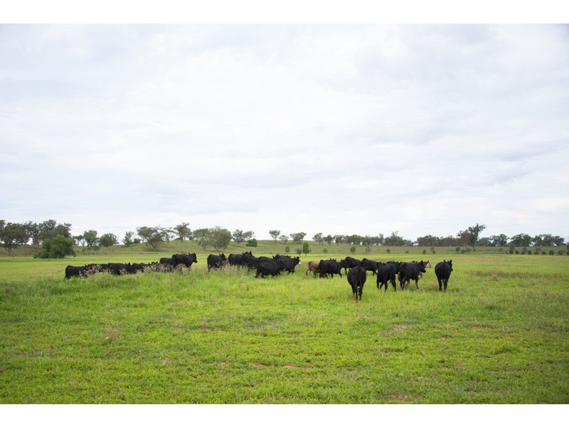 2108 Gunnedah Road – “Roseville Park”, Tamworth NSW 2340