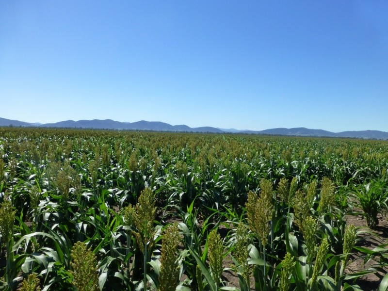 Caroona NSW 2343