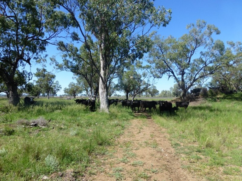 Caroona NSW 2343