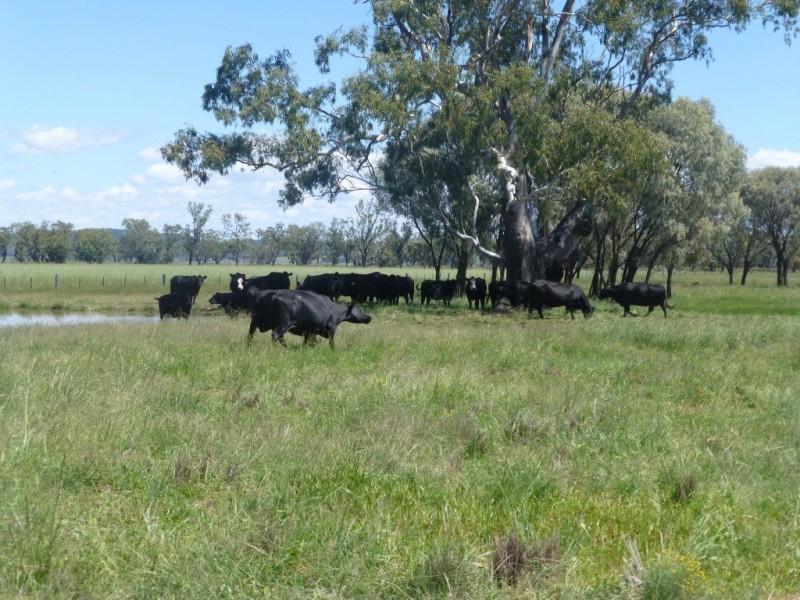 Caroona NSW 2343