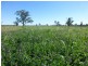 Caroona NSW 2343